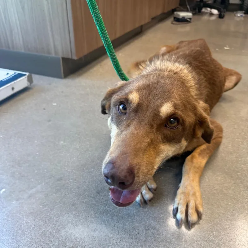 An adult large-sized male Shepherd dog named Churro for adoption in Sand Springs, OK