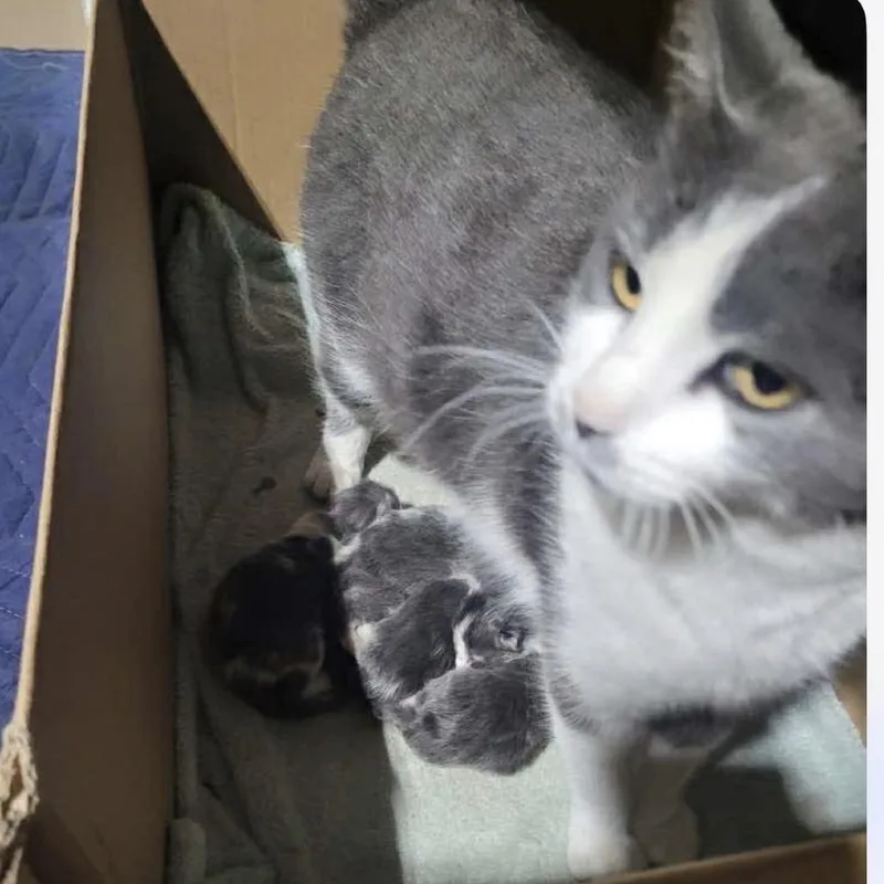A baby small-sized female Gray / Blue / Silver Domestic Short Hair cat named Azalea for adoption in Bismarck, ND