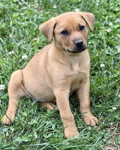 A baby medium-sized female Beagle dog named Blossom for adoption in Malvern, PA