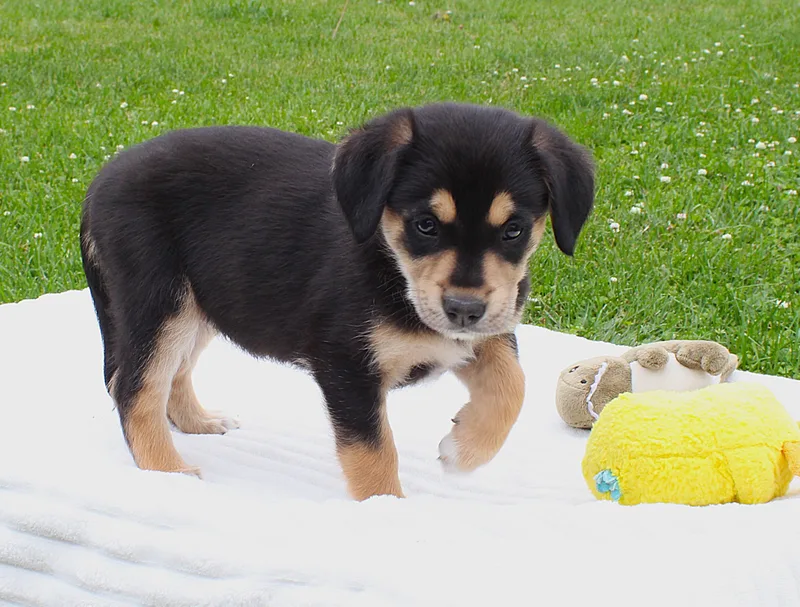 Darla
