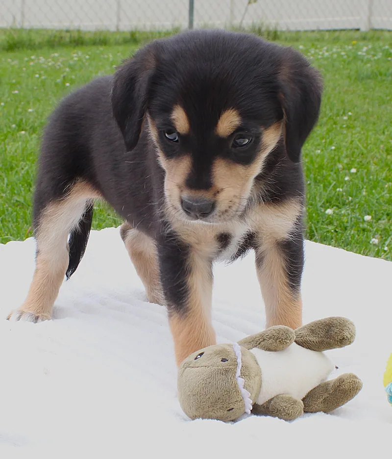 Darla thumbnail 2
