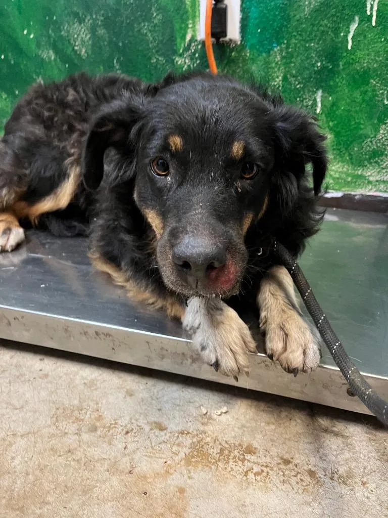 A young medium-sized female Border Collie dog named Tippy for adoption in New Braunfels, TX