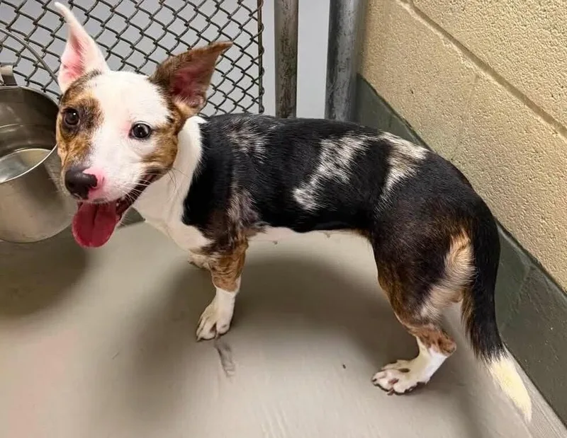 A young medium-sized female Australian Cattle Dog / Blue Heeler dog named Babygirl for adoption in Statesville, NC
