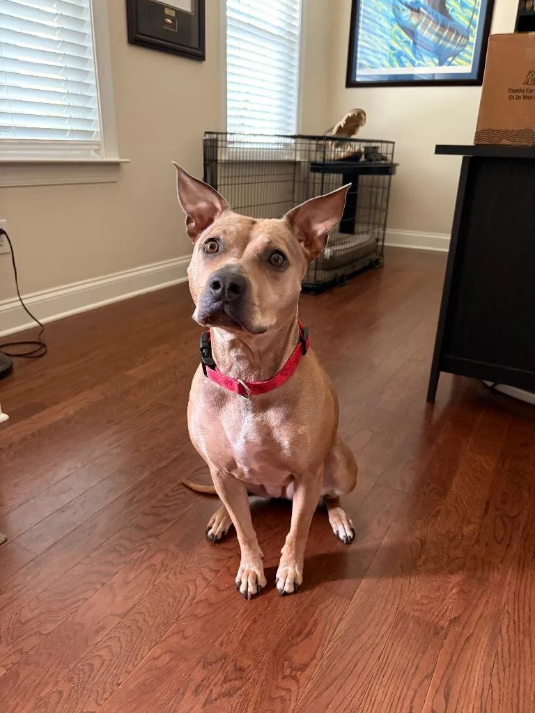An adult medium-sized female Hound dog named Hazel for adoption in Waxhaw, NC