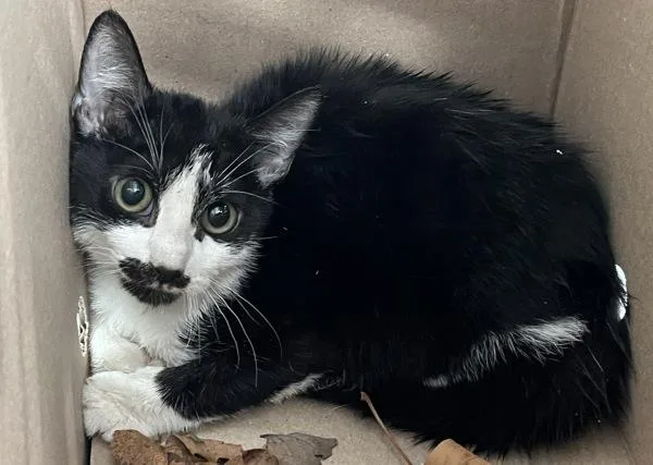A young small-sized female Domestic Short Hair cat named Pom Pom for adoption in Ridgewood, NY
