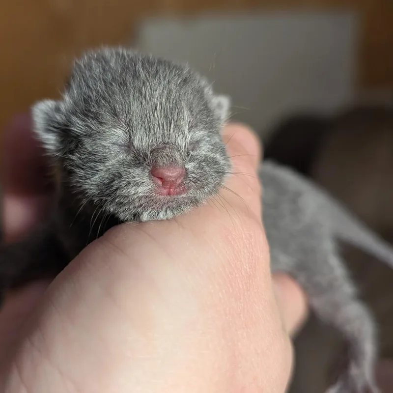 A baby small-sized male Gray / Blue / Silver Domestic Short Hair cat named Oleander for adoption in Newark, DE