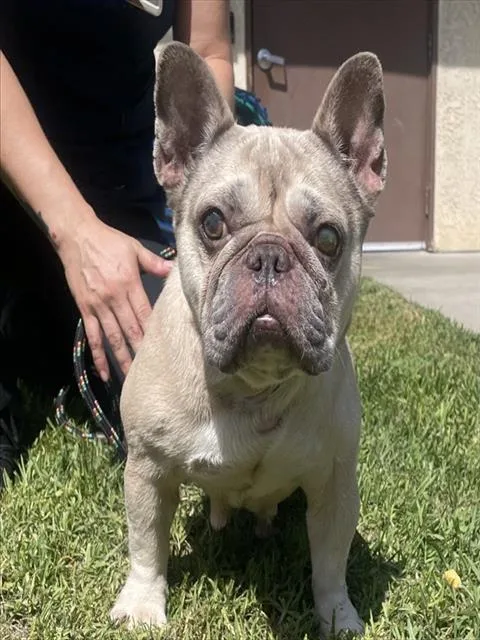 An adult small-sized female French Bulldog dog named Dolly for adoption in Camarillo, CA