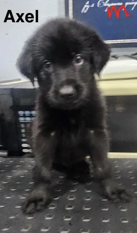 A baby medium-sized male Shepherd dog named Axel for adoption in Manchester, CT