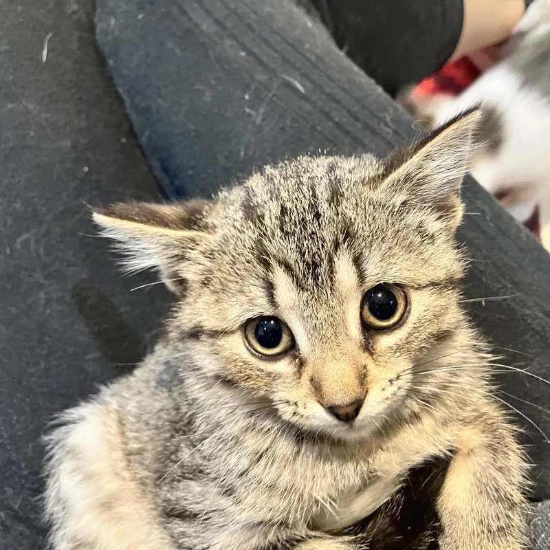 A baby small-sized female Brown / Chocolate Domestic Short Hair cat named Sorrento for adoption in Ferndale, MI
