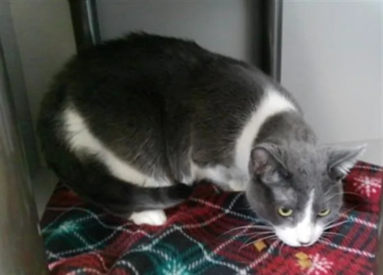 An adult medium-sized female Domestic Short Hair cat named Rogue for adoption in Kalamazoo, MI