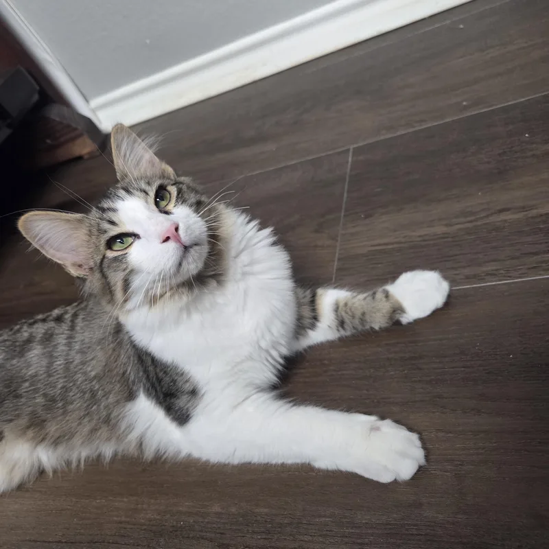 A young medium-sized male Tabby (Brown / Chocolate) Domestic Short Hair cat named Jasper MS for adoption in Schertz, TX