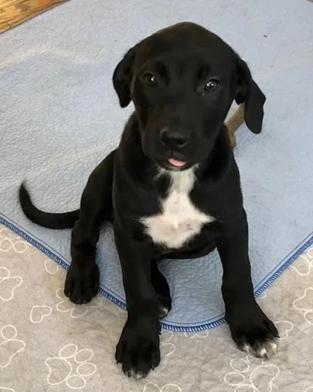 A baby large-sized male Labrador Retriever dog named Gable for adoption in Kansas City, MO