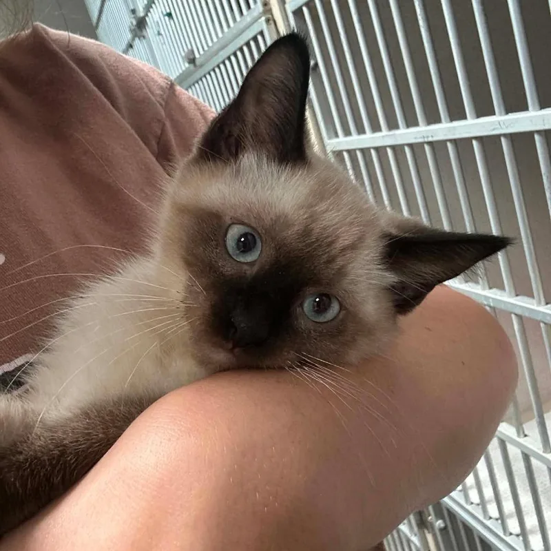 A baby medium-sized male Seal Point Domestic Short Hair cat named Bok Bok for adoption in Graham, TX