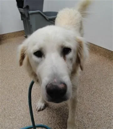 A young medium-sized female Labrador Retriever dog named Willow for adoption in Albuquerque, NM
