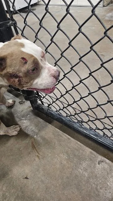 A young large-sized male Pit Bull Terrier dog named Jack for adoption in Dallas, TX
