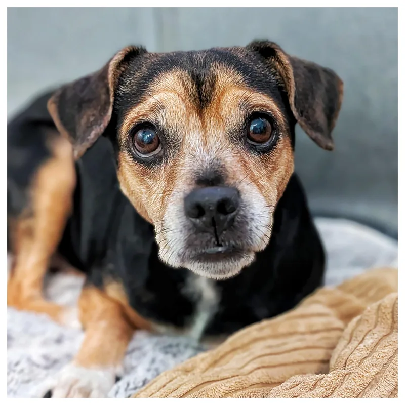 An adult small-sized female Tricolor (Brown, Black, & White) Rat Terrier dog named Bebe & Tabby for adoption in Eustis, FL