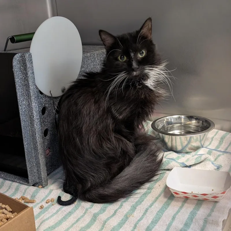An adult medium-sized male Black Domestic Long Hair cat named Jett for adoption in Birdsboro, PA
