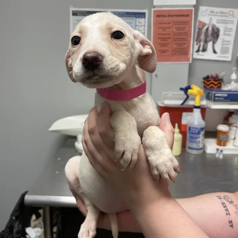 A baby small-sized female White / Cream Mixed Breed dog named Mugsy for adoption in Chattanooga, TN