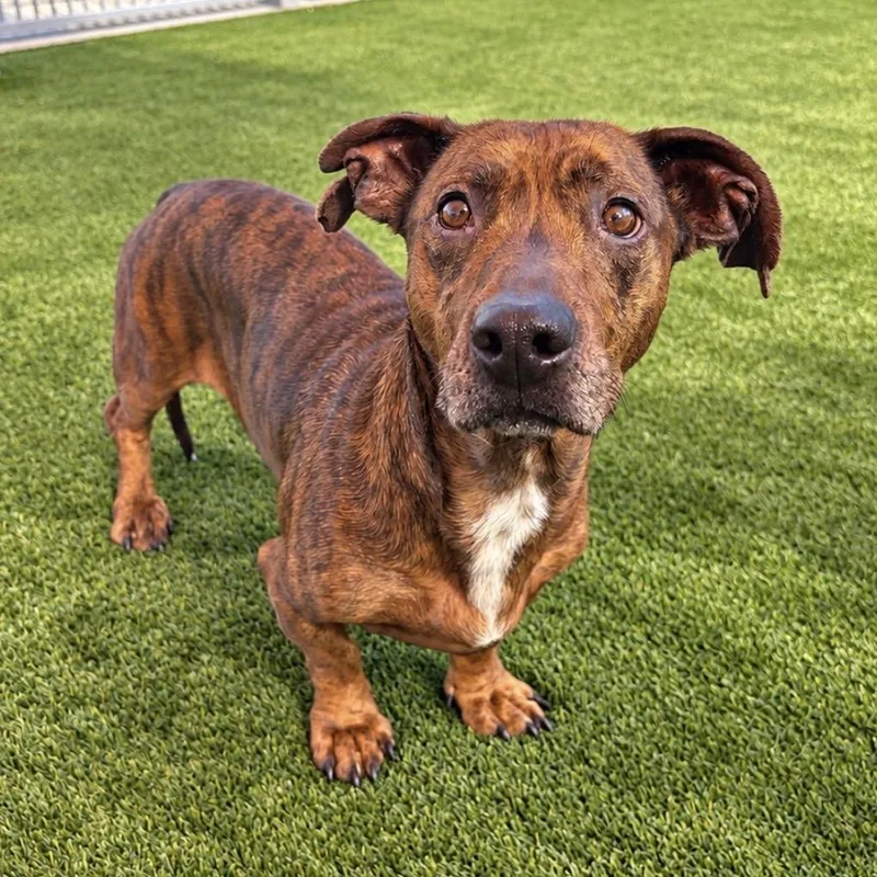 An adult medium-sized male Brown / Chocolate Mixed Breed dog named Archie for adoption in Fredericksburg, TX
