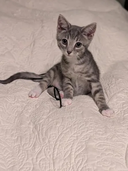 A baby medium-sized male Tabby (Gray / Blue / Silver) Tabby cat named Dill for adoption in Howell, MI