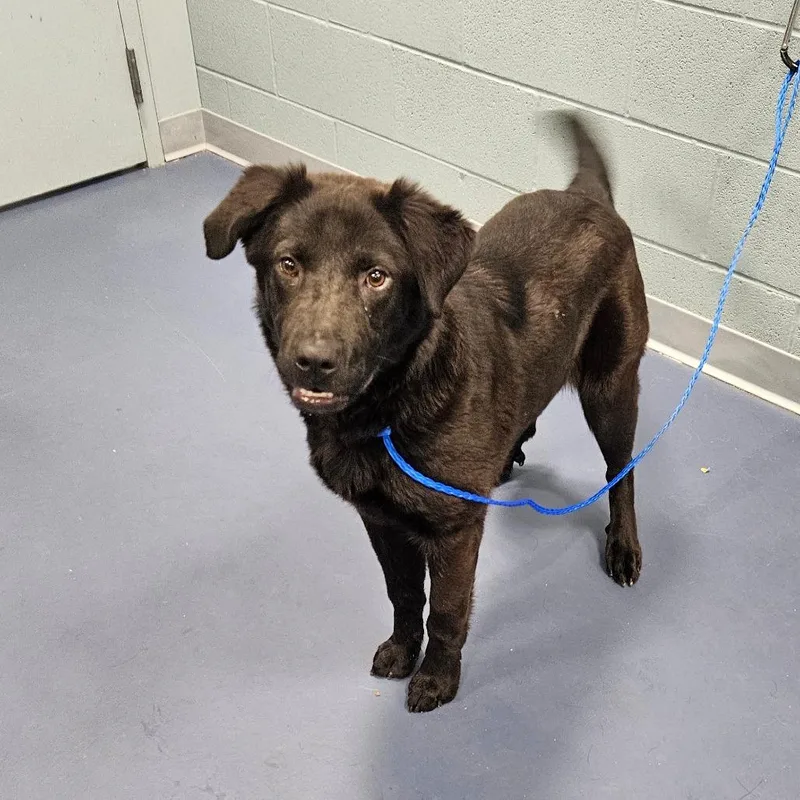 A young medium-sized female Black Black Labrador Retriever dog named Thelma for adoption in Greensboro, NC