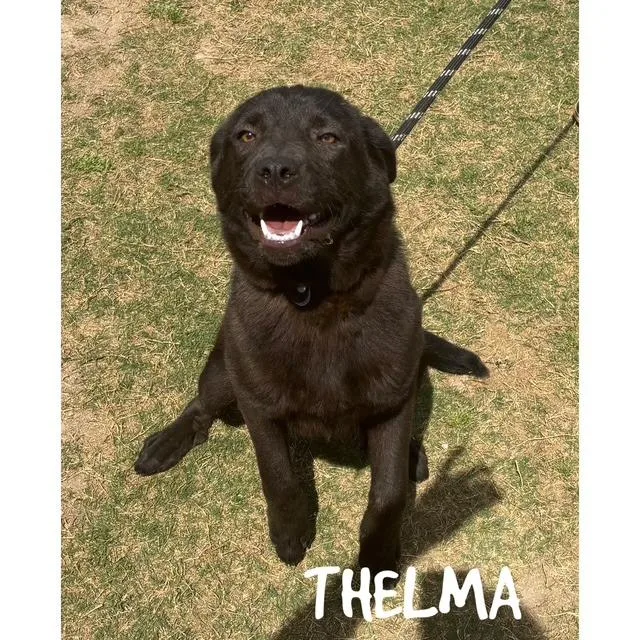 Thelma thumbnail 3