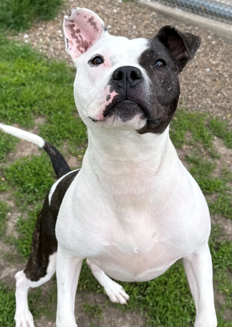An adult medium-sized female Pit Bull Terrier dog named Frannie for adoption in Iowa City, IA
