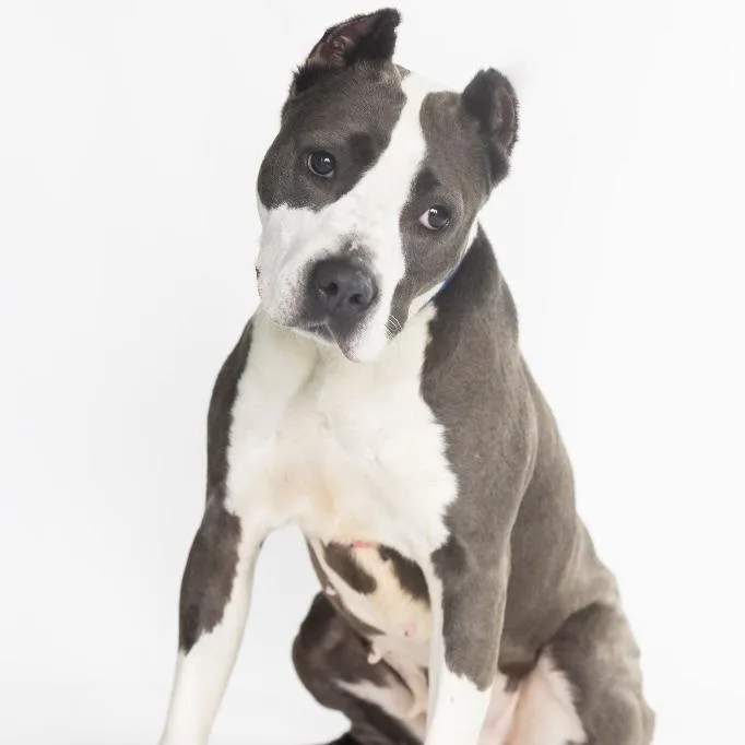 Sasha Fierce