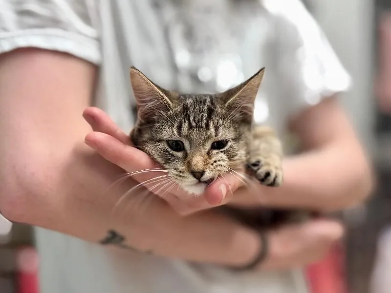 A young medium-sized female Domestic Short Hair cat named Raspberry for adoption in Wooster, OH