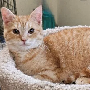 A young medium-sized male Orange / Red Domestic Short Hair cat named Declan for adoption in Bethlehem, PA