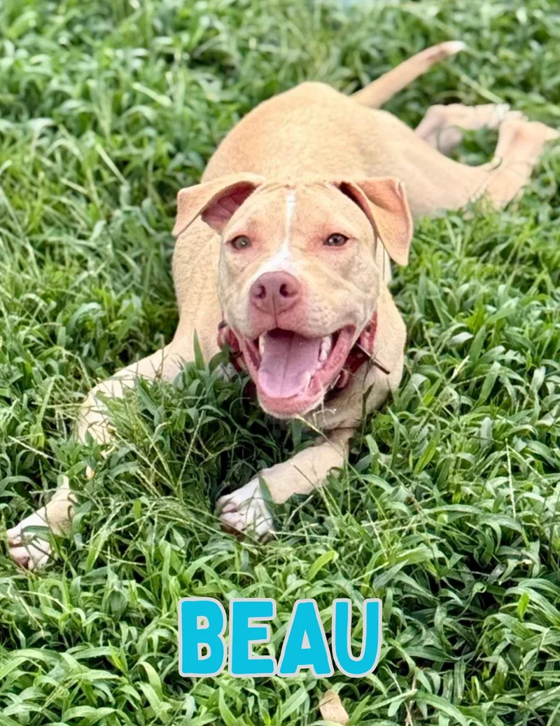 A young medium-sized male Yellow / Tan / Blond / Fawn Yellow Labrador Retriever dog named Beau for adoption in Shalimar, FL