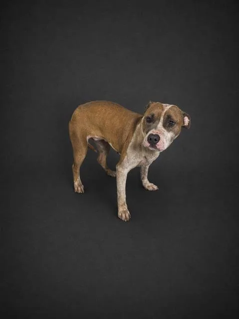 An adult medium-sized female American Bulldog dog named Leila for adoption in Winter Haven, FL