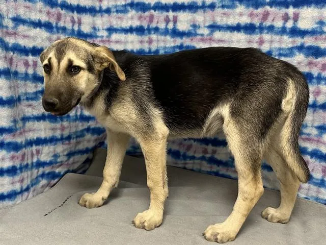 A baby small-sized female German Shepherd Dog dog named Blasty for adoption in Castaic, CA