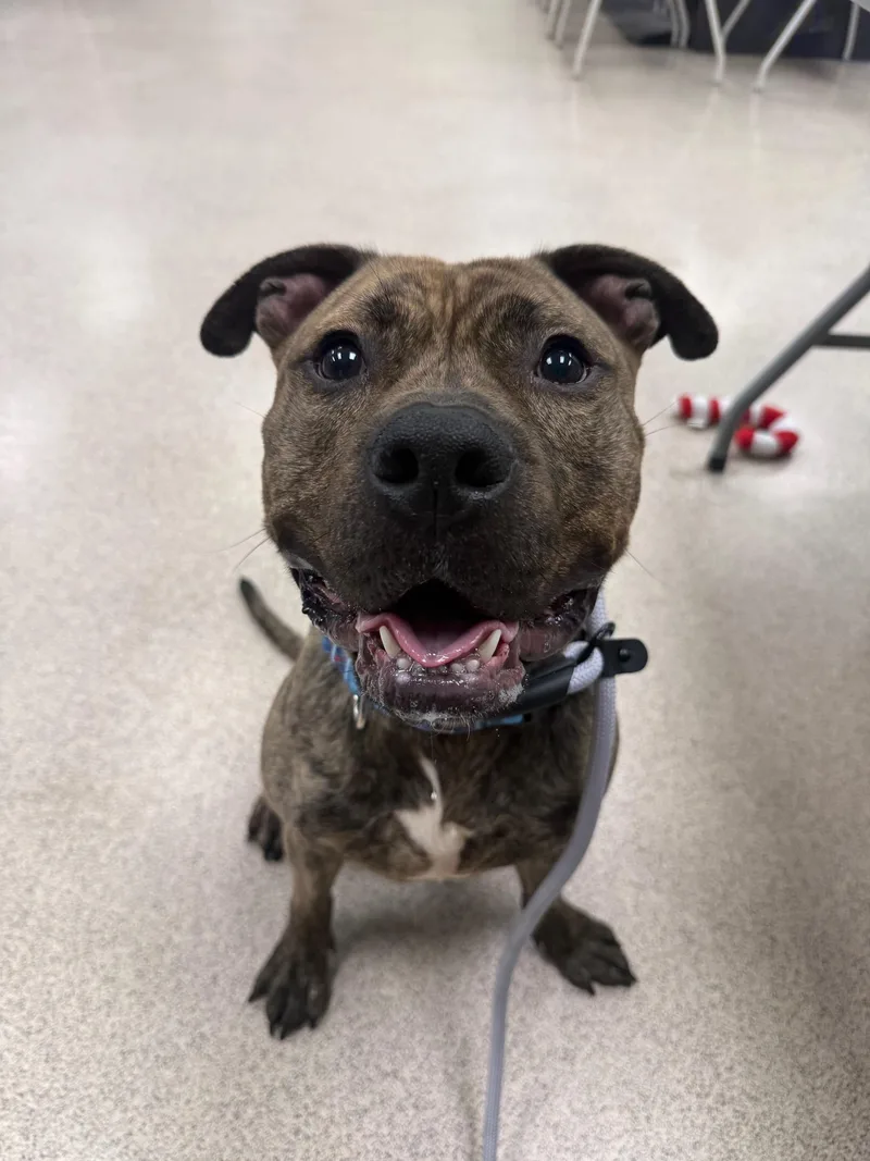 An adult medium-sized male Brindle Pit Bull Terrier dog named Mikey for adoption in Teterboro, NJ
