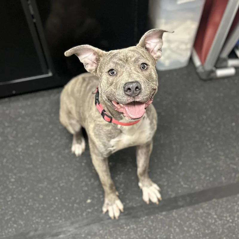 A young medium-sized female Brindle Mixed Breed dog named Fiona for adoption in Youngstown, OH