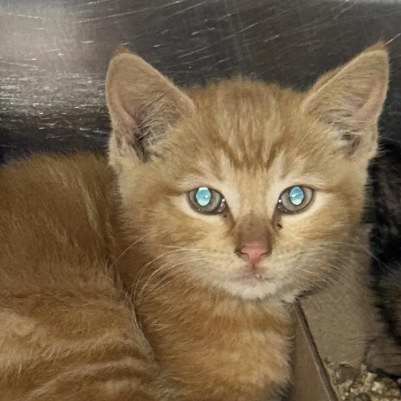A baby small-sized male Orange / Red Domestic Short Hair cat named Sand for adoption in Newark, NJ
