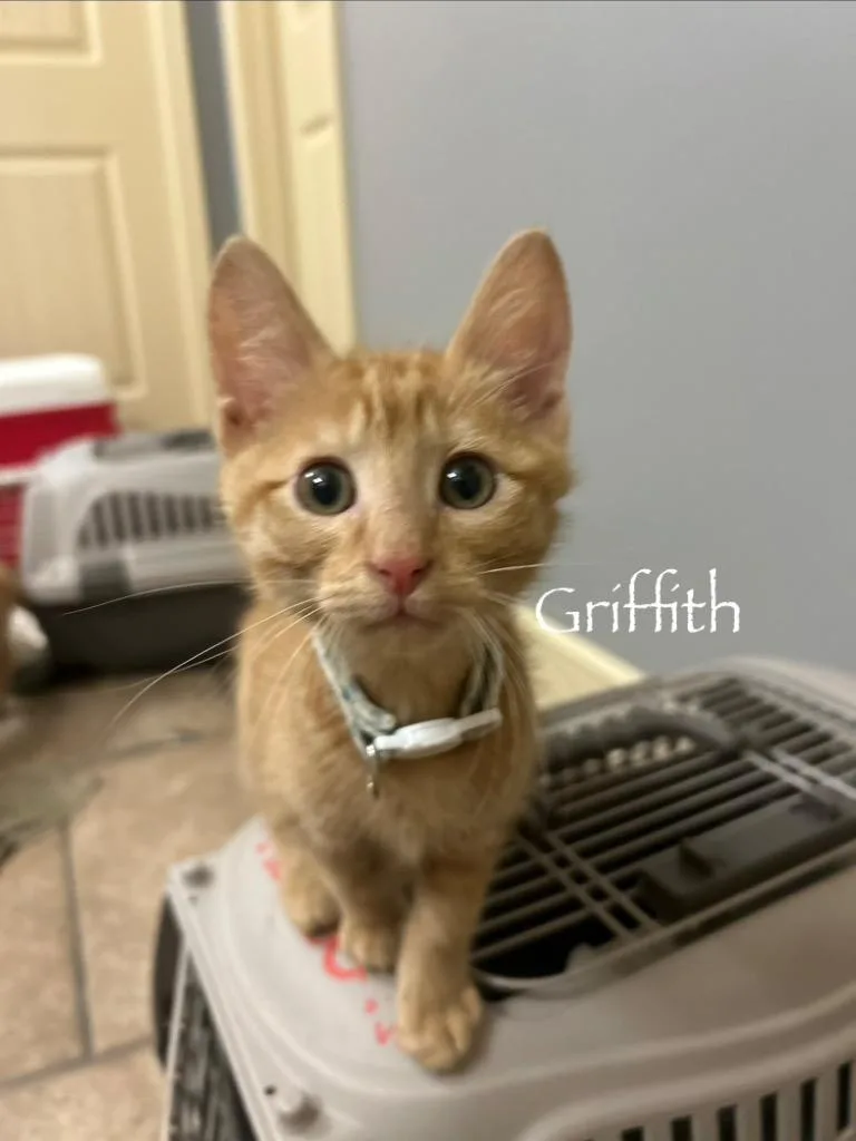A baby small-sized male Domestic Short Hair cat named Griffith for adoption in Mustang, OK