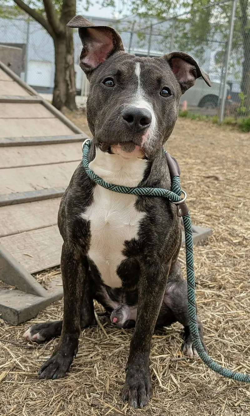 An adult medium-sized male Brindle Pit Bull Terrier dog named Hawkins for adoption in Chicago, IL