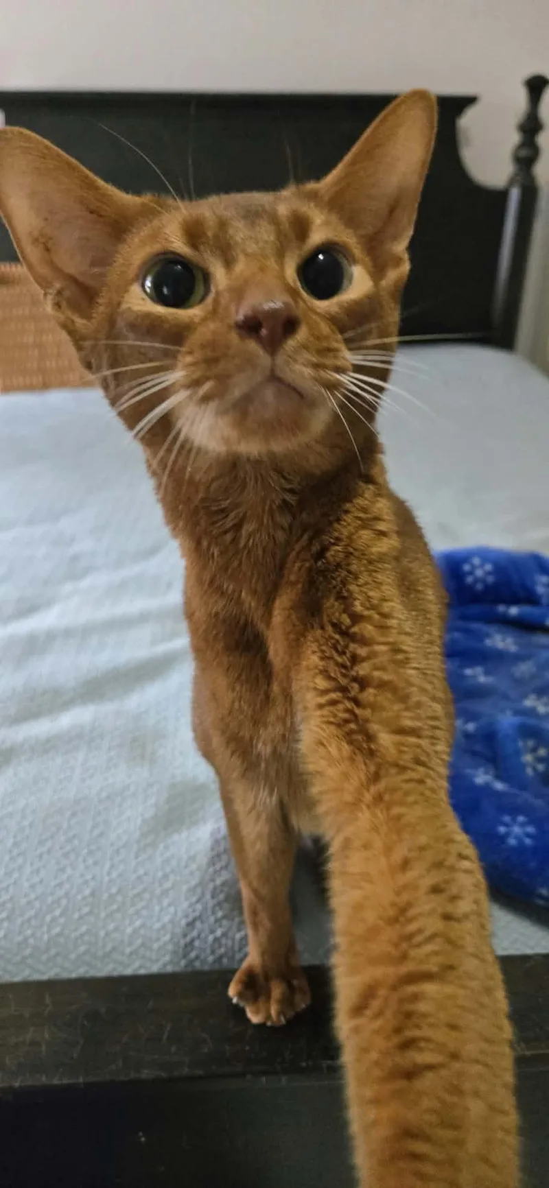 An adult medium-sized male Abyssinian cat named Roo for adoption in Kimberton, PA