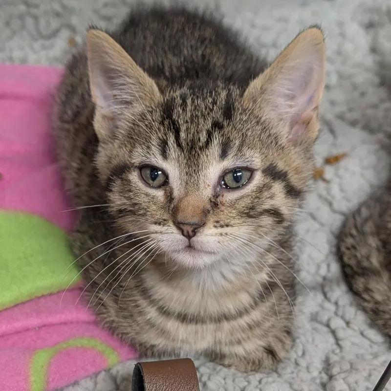 A baby medium-sized female Tabby (Buff / Tan / Fawn) Domestic Short Hair cat named Kendall for adoption in Cape Girardeau, MO