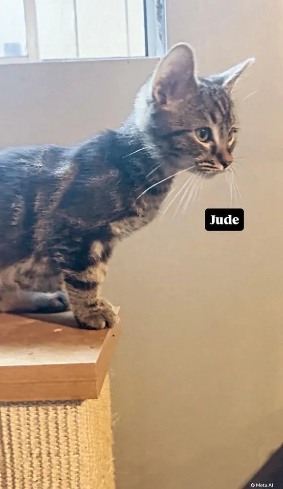 A baby small-sized male Gray / Blue / Silver Tabby cat named Jude for adoption in Gardena, CA