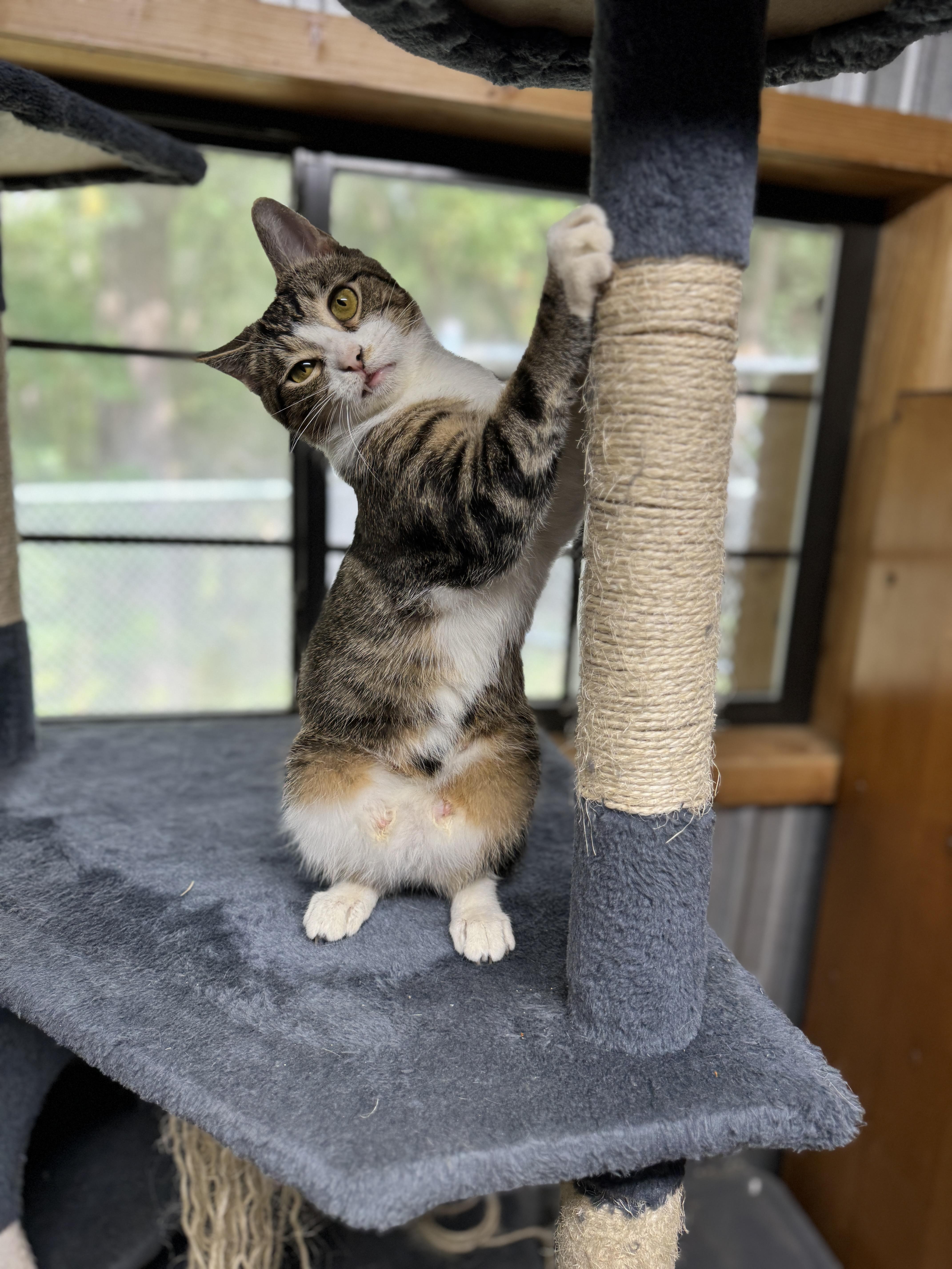 An adult small-sized female White Domestic Short Hair cat named Mona for adoption in Pinson, TN