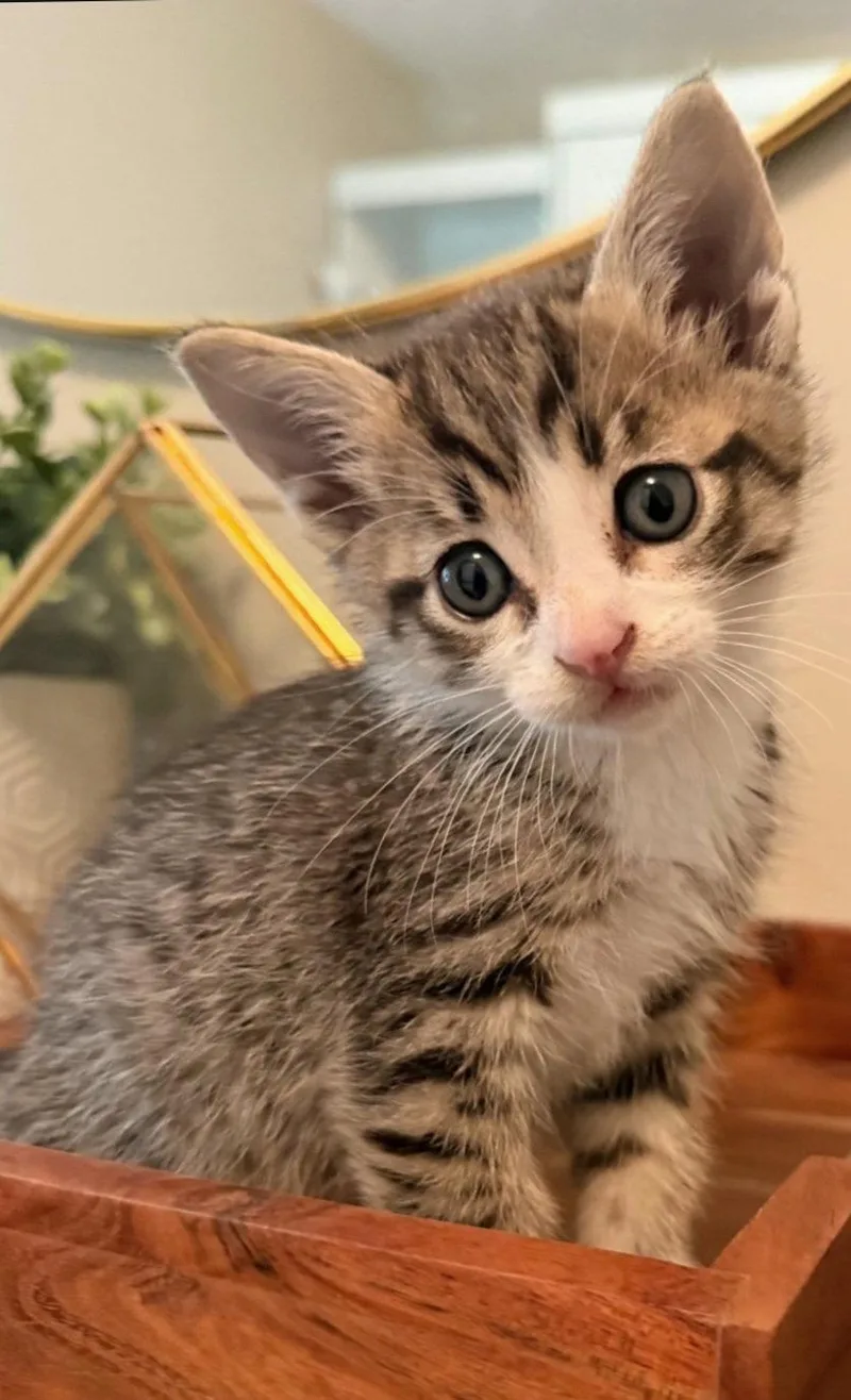 A baby medium-sized male Domestic Short Hair cat named Sven for adoption in Campbell, CA