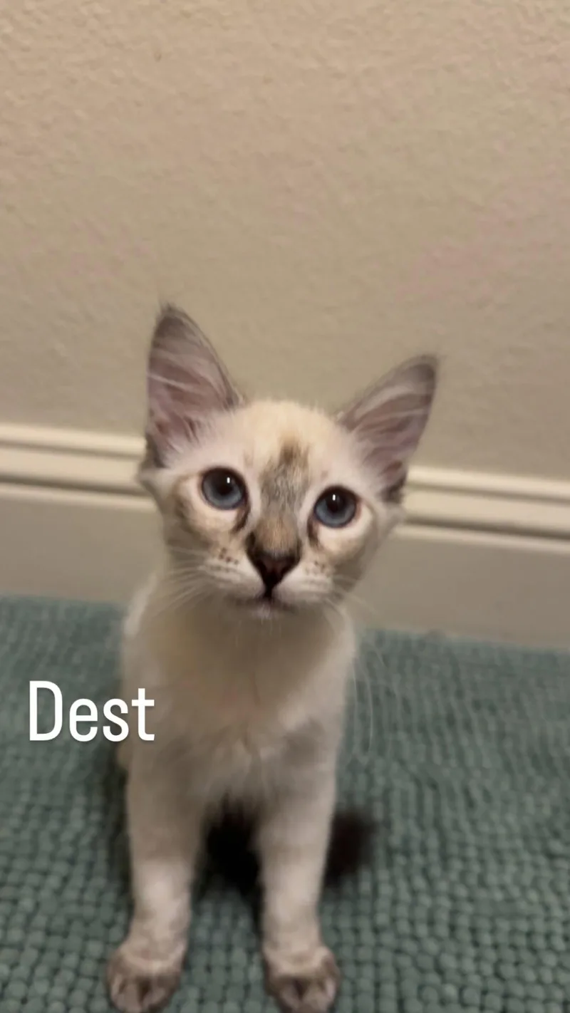 A baby small-sized female Buff & White Domestic Short Hair cat named Dest for adoption in Mission Viejo, CA