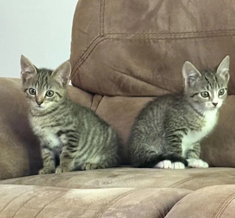 A baby medium-sized female Domestic Short Hair cat named Lainey for adoption in Candler, NC
