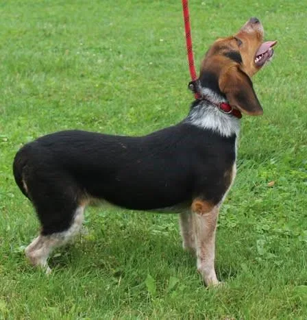 Scout