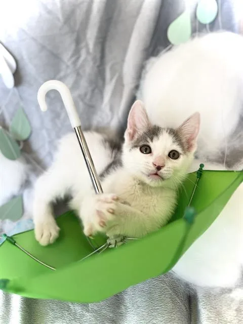 A baby small-sized male Domestic Short Hair cat named Cloudy for adoption in Camarillo, CA