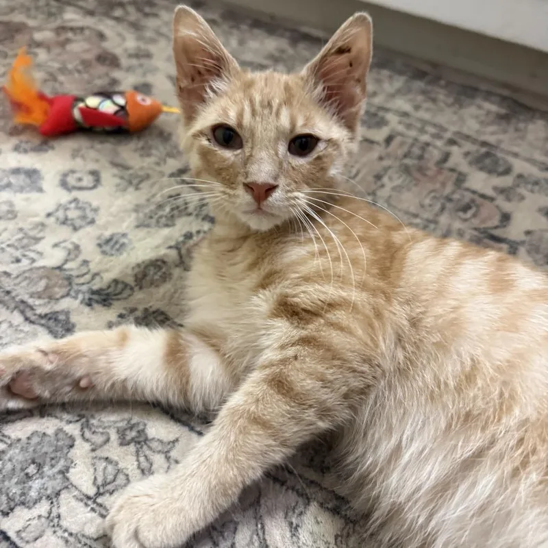 A baby medium-sized male Orange / Red Domestic Short Hair cat named Crisco for adoption in Mount Juliet, TN