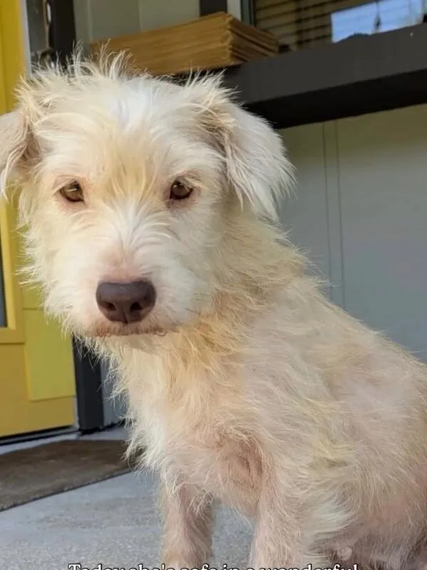 A young medium-sized female White / Cream Miniature Poodle dog named Milkshake for adoption in Boulder, CO