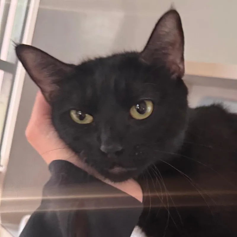 An adult medium-sized female Black Domestic Short Hair cat named Midnight for adoption in Salisbury, MA